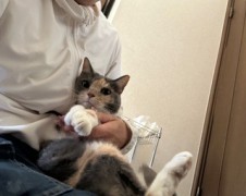 まるちゃん　みかんちゃん　松戸市　猫のペットシッター