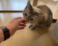 ぽんちゃん　ハチくん　松戸市　猫のペットシッター