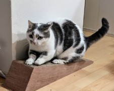 まろめちゃん　松戸市　猫のペットシッター